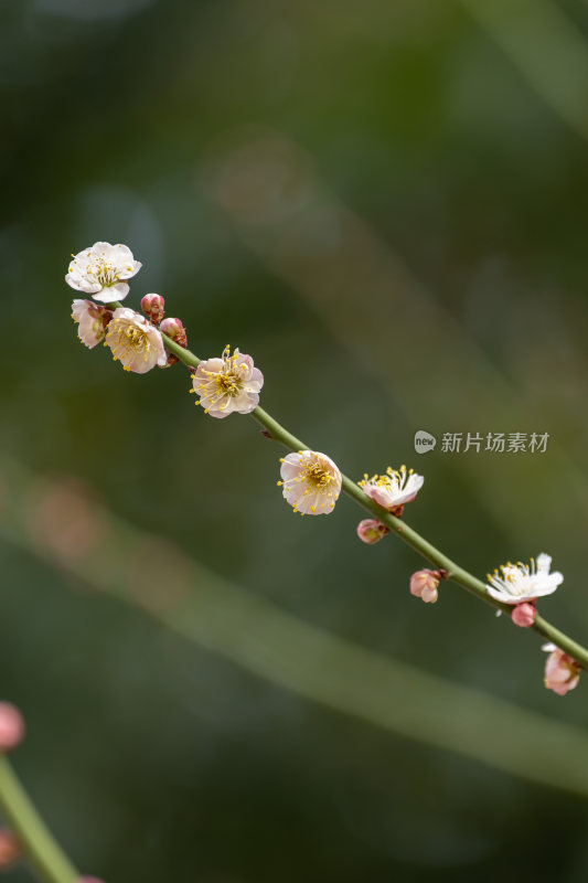 特写白色梅花花枝