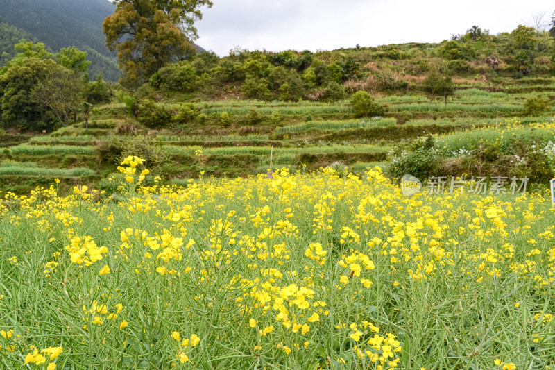 婺源梯田油菜花