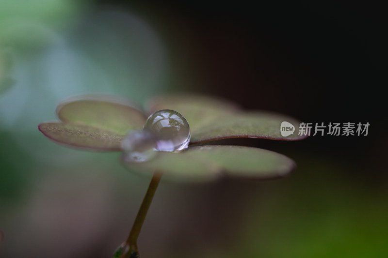 嫩叶上的露珠特写