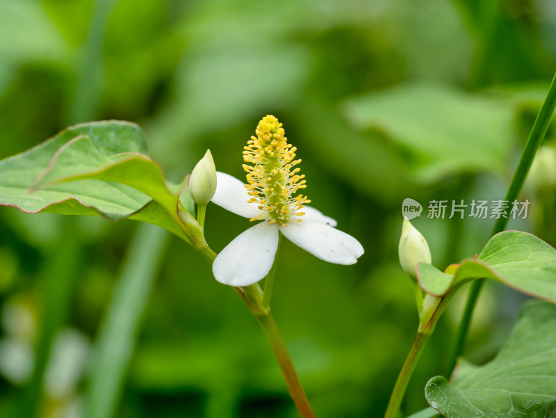 药用植物鱼腥草开花