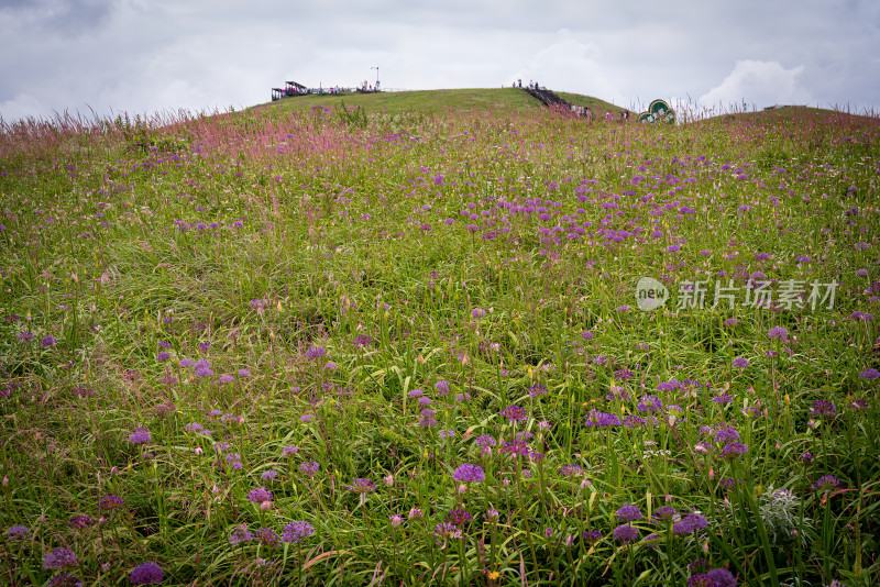 贵州阿西里西韭菜坪韭菜花高原草甸