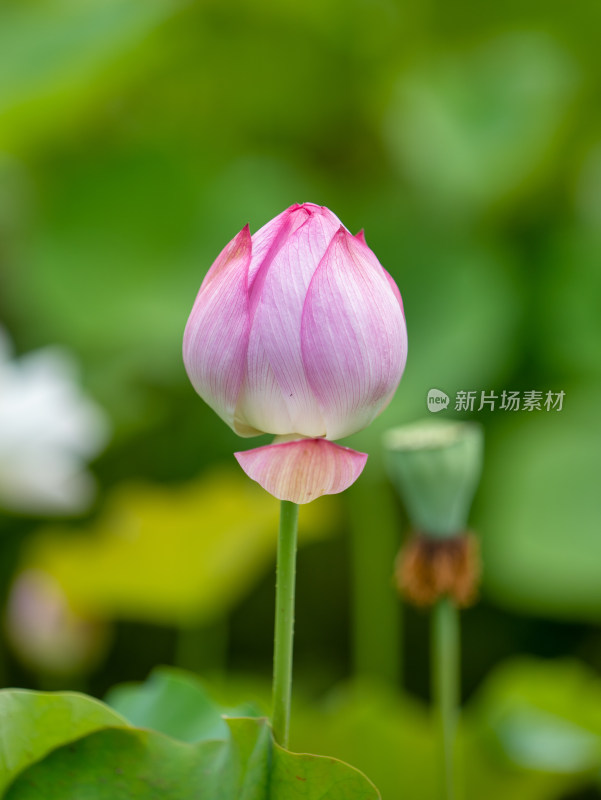 夏天荷花特写