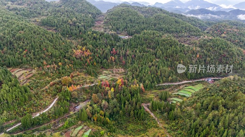 重庆酉阳：白果树边的美景