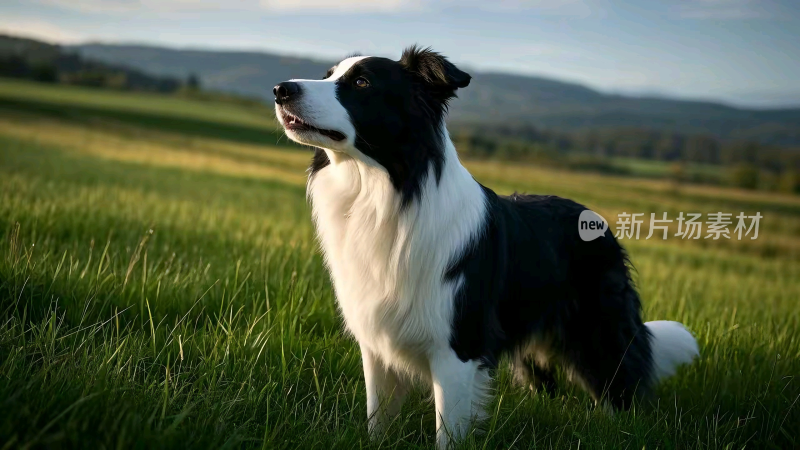 草地上的边境牧羊犬