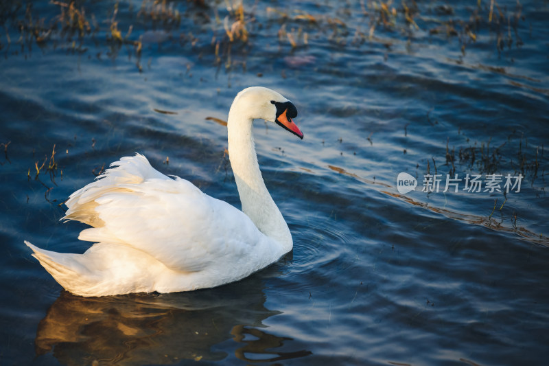 郑州北龙湖湿地公园的黑疣鼻天鹅