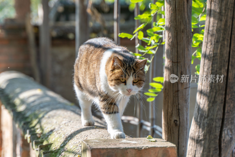 狸花猫的悠闲漫步