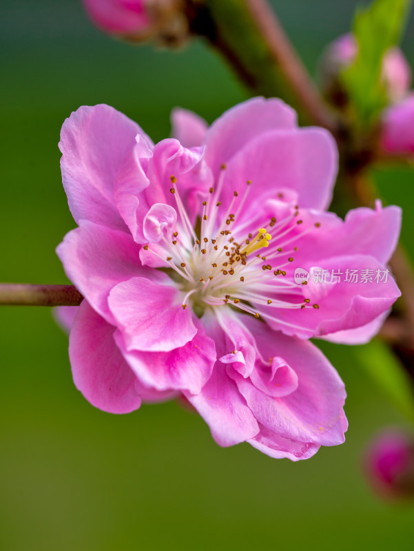 春天的桃花