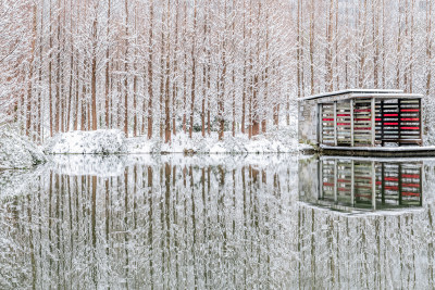 冬季湿地公园树林雪景