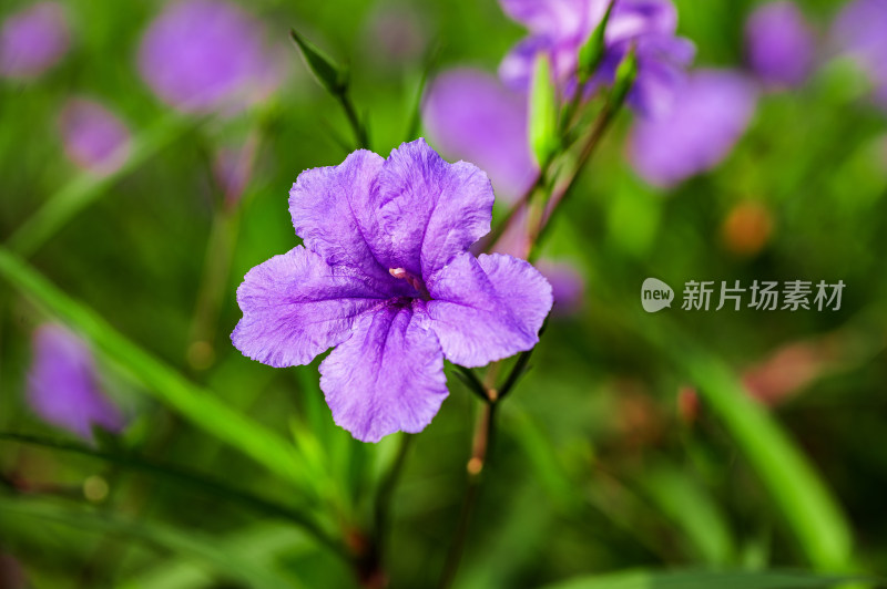 花丛中盛开的蓝花草