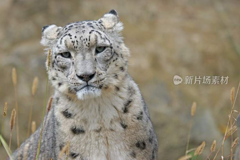 野生动物豹子猎豹猎食动物