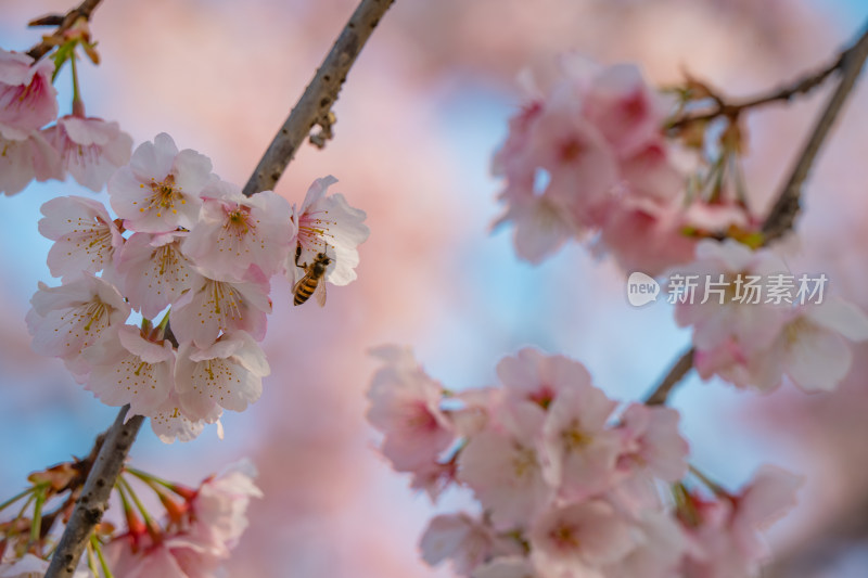 春天早樱粉色樱花河津樱盛开
