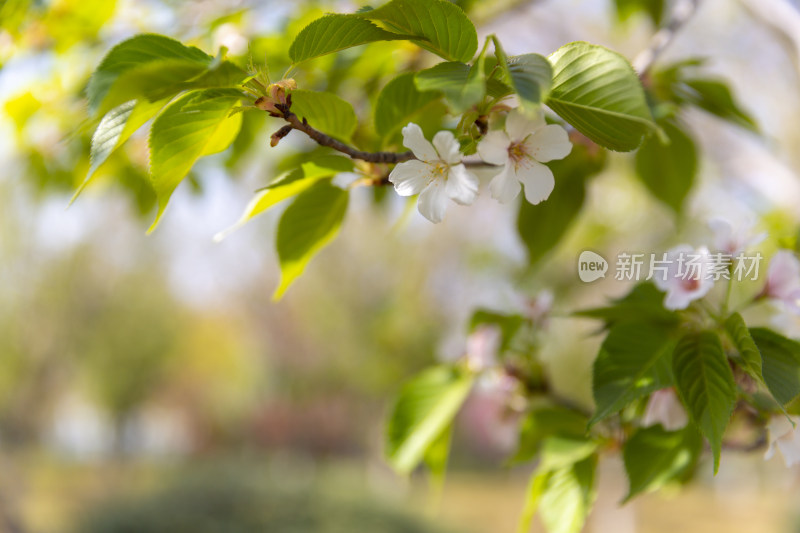 春季踏青春暖花开