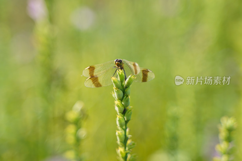 蜻蜓在花草上休息