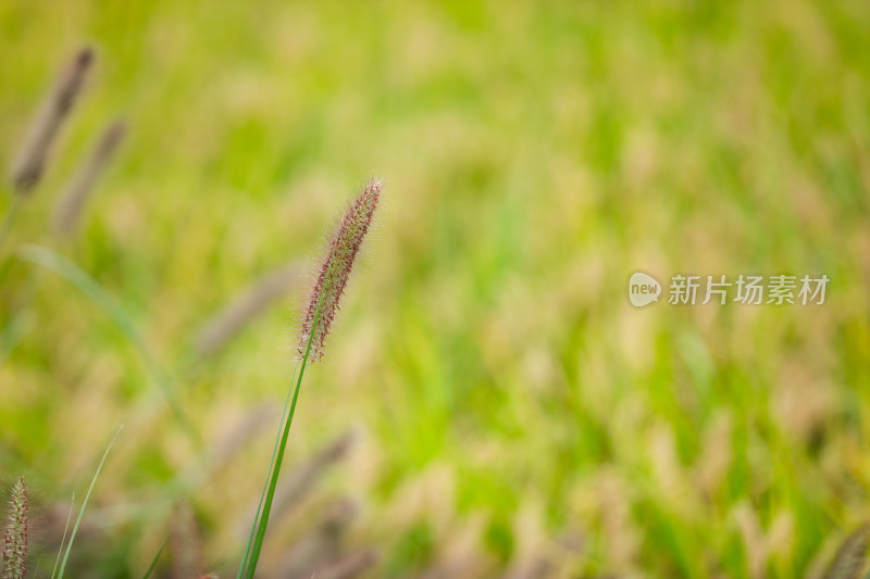 野生的狼尾草绿化观赏植物