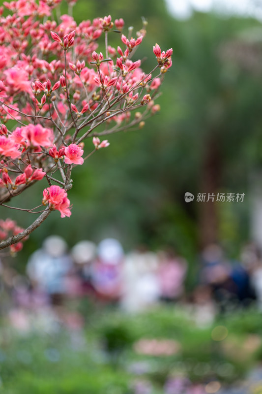 杜鹃花、映山红