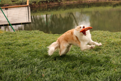 在草地上玩飞盘的边境牧羊犬