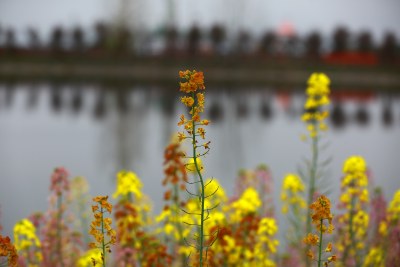 汉中皇塘的油菜花