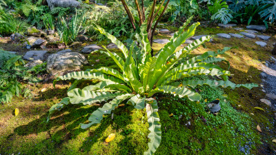 成都秋天的园艺植物特写