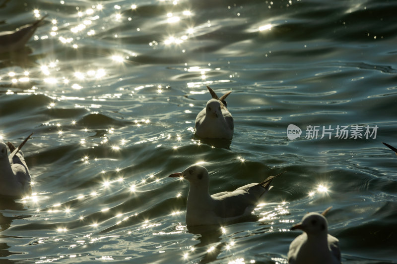 湖面波光粼粼河海鸥群