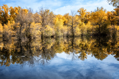 中国甘肃金塔水上胡杨林
