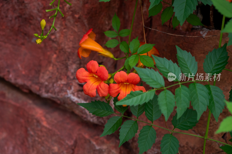 午后，阳光下盛开的凌霄花