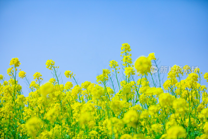 蓝天背景下的黄色油菜花田