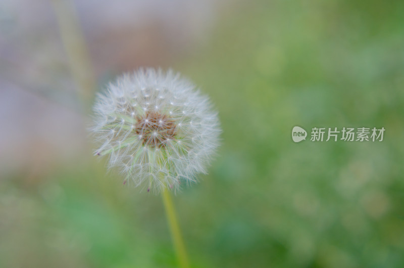 蒲公英微距特写