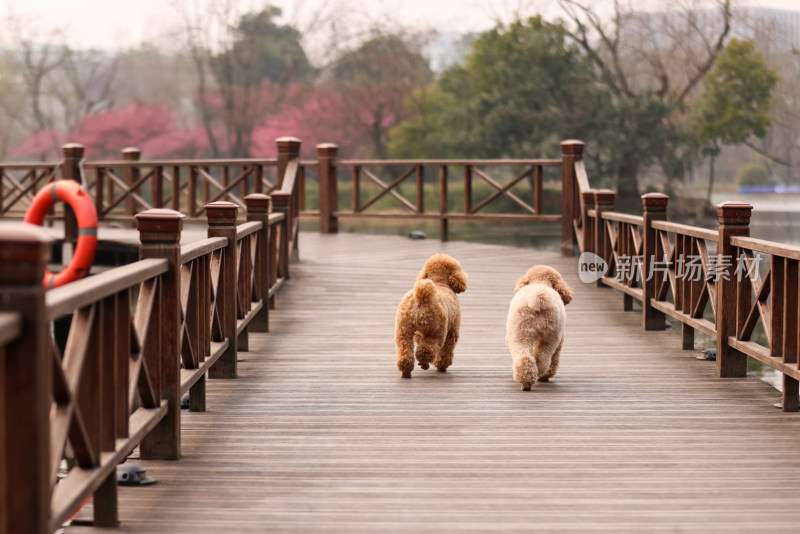 两只在栈道上奔跑的泰迪犬