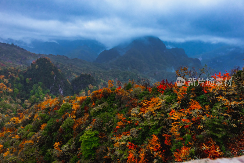 四川光雾山森林美景