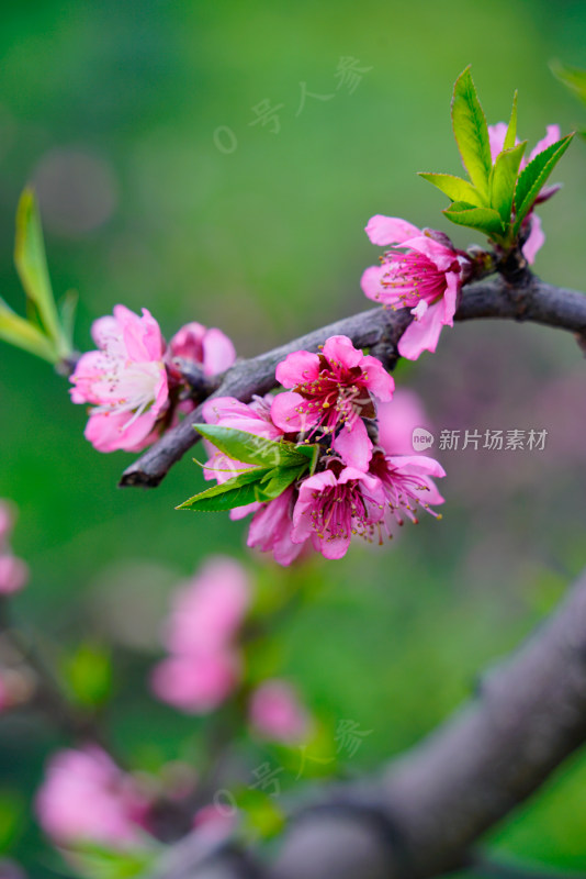 桃花樱花油菜花