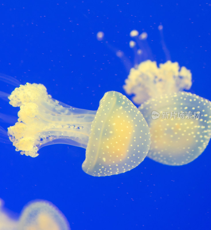 浦东陆家嘴上海海洋水族馆的水母