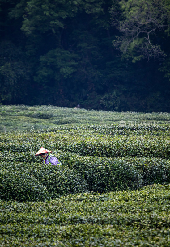 杭州西湖龙井狮峰山茶园采茶