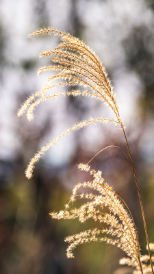 阳光下随风摆动的芦花特写