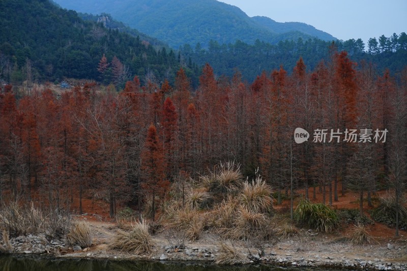 水生植物红杉林