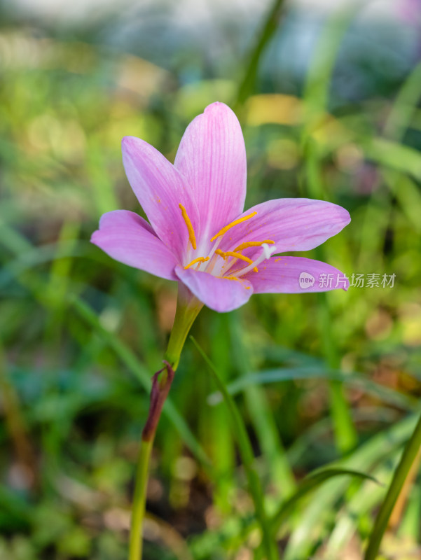 春天的韭莲开花