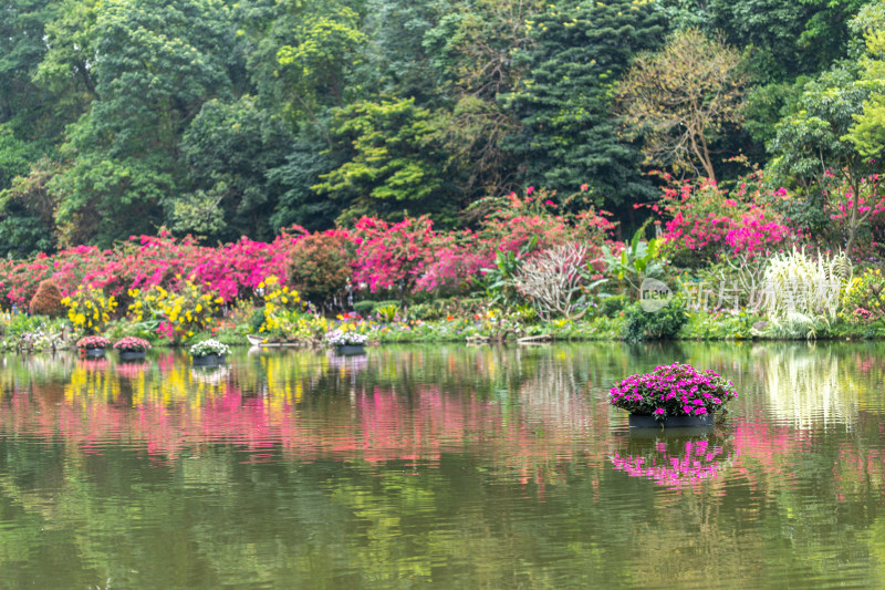 深圳仙湖植物园花展