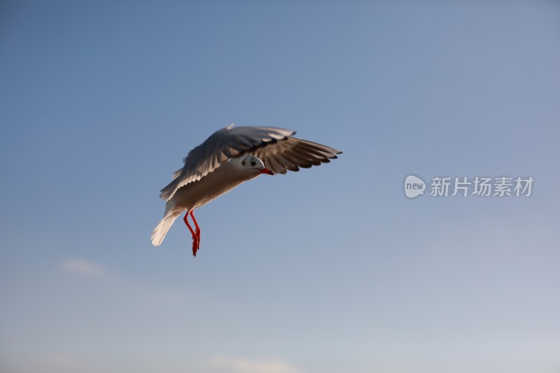 青岛 海边 海鸥 鸟