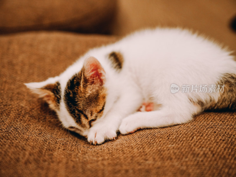 室内自在玩耍的三花小奶猫