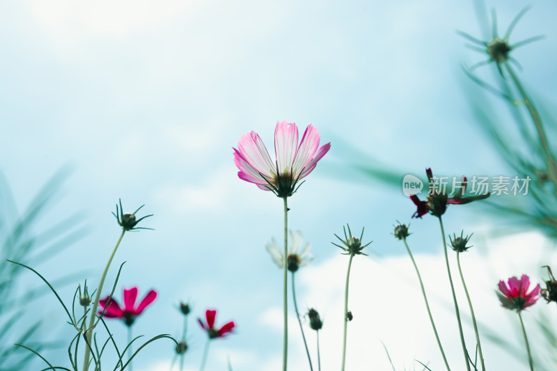 夏日格桑花