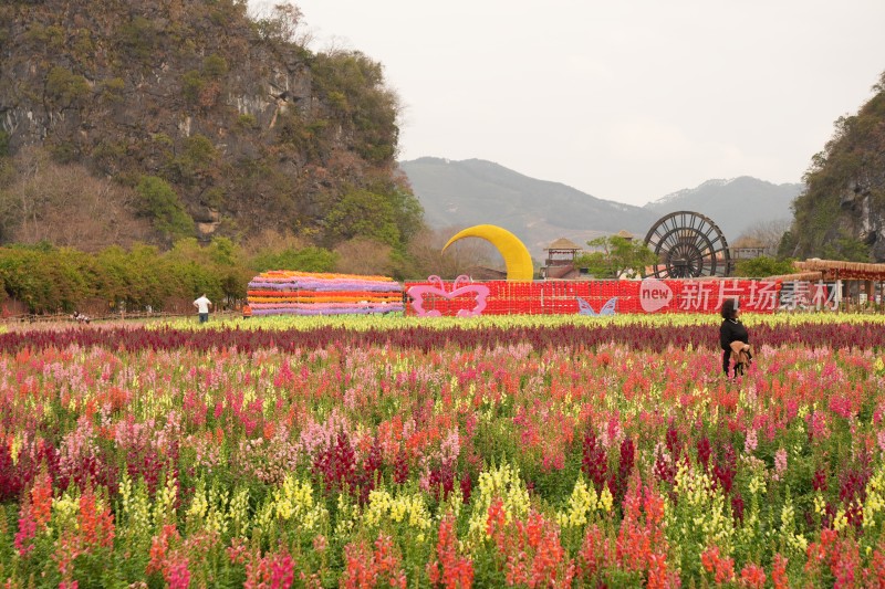 花丛中设景观，远处有山的多彩花田