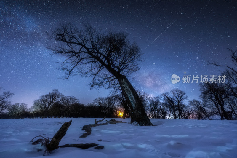 夜晚星空下的枯树