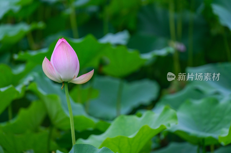 夏季荷塘荷花莲蓬荷叶特写