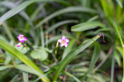 紫花植物红花酢浆草