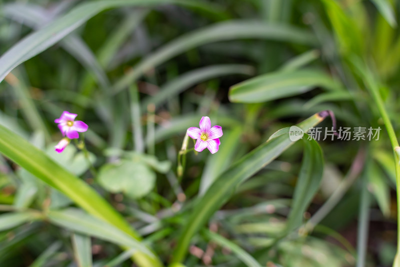 紫花植物红花酢浆草