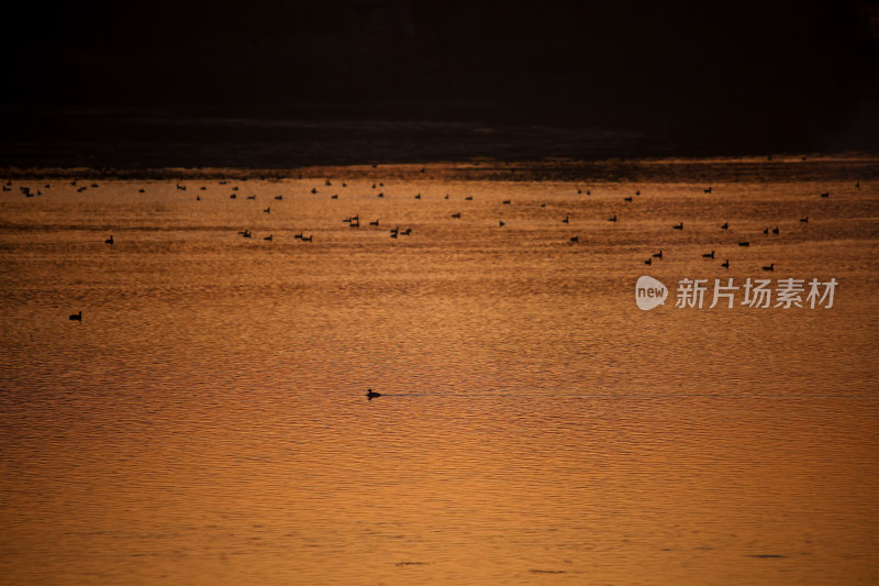 夕阳下水面上的鸟群晚霞