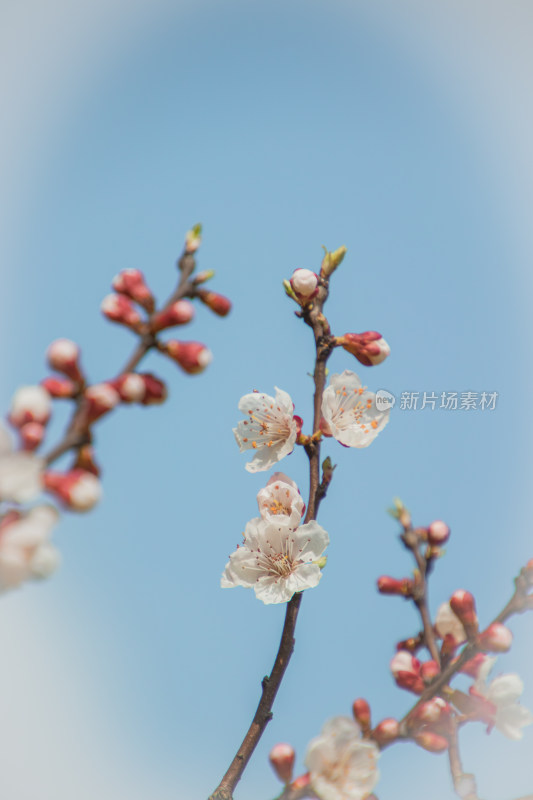 蓝天背景下梅花特写