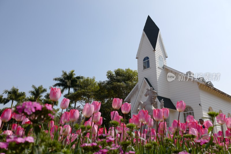 厦门园博苑郁金香春季花展