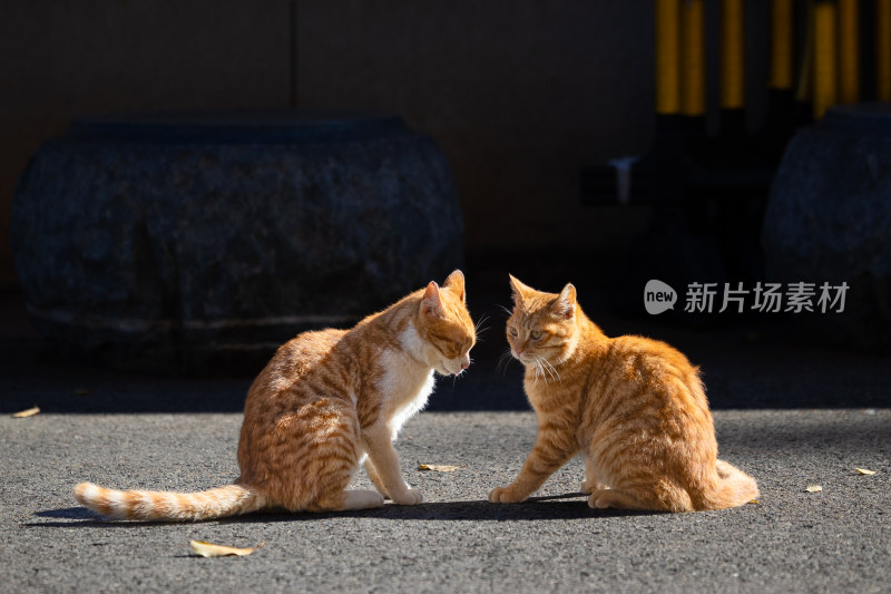 地面上两只橘色小猫的可爱模样、橘猫