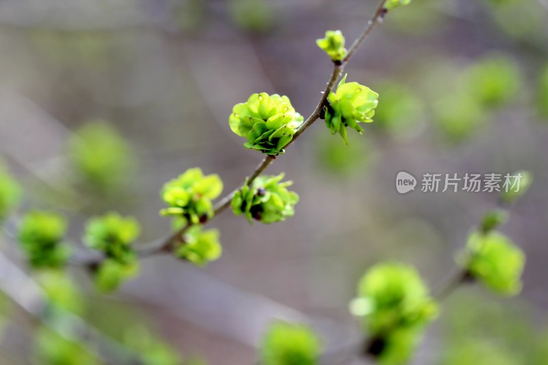 春天榆树长出榆钱