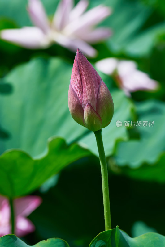 池塘中的荷花